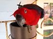 Female Eclectus Parrot Playing with the Camera