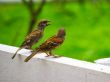 Couple of Pine Siskin Birds Talking to Each Other