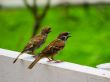 Couple of Pine Siskin Birds Singing to Each Other