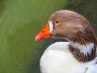 Greylag Goose Closeup on water