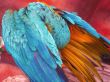 Blue and Orange Macaw Closeup