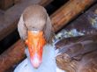 Greylag Goose Closeup 3