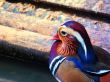 Adult Clolorful  Mandarin Duck on Shade