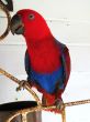 Female Eclectus Parrot Looking at the Camera