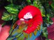 Red Papagayo Macaw Closeup