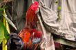 Colorful Thai Rooster