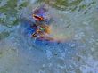 Blue Nose Cat Fish Surfacing in Pond