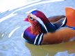 Adult Clolorful  Mandarin Duck