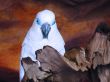 White Cacatue Parrot on Wooden branch