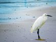 White Egret on the Shore of a Beach