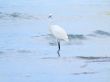 White Egrets Walking in the Water 3
