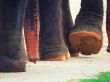 Elephant`s feet 