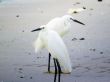White Egrets Walking on the Shore of a Beach