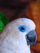 White Cacatue Parrot Closeup