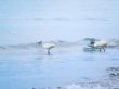 White Egrets Walking in the Water