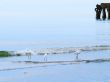 White Egrets Bathing next to the Pier