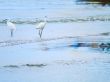 White Egrets Walking in the Water 2
