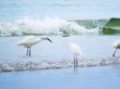 White Egrets Bathing in the Sea