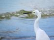 White Egret Sea Bird Closeup 2