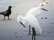 White Egrets on the Shore of a Beach