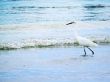 White Egret on the Shore