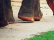 Elephant`s feet 2