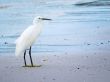 White Egret Contemplating from the Shore of a Beach