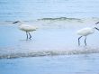 White Egrets Bathing in the Sea 2