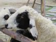 Goats on wooden fence