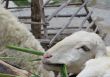 Sheep Eating bamboo