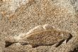 Codfish 