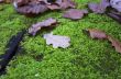 Oak leaf covered with water drops lies on the moss