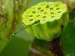 Male Agriocnemis Minima Dragonfly in Lotus Flower