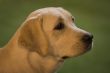 Portrait of Labrador Retriever