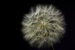 Giant Dandelion on Black