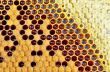 honey in honeycomb closeup