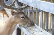 Young deer eating food from the feeder.