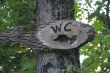 A sign with the words `WC` on the tree.