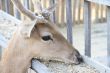 Young deer eating food from the feeder.