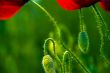 Poppies
