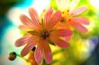 Spring Flowers