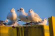 Gulls