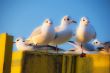 Gulls