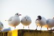Gulls