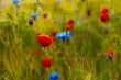 Spring Flowers