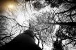 Deciduous Forest 