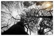 Deciduous Forest 