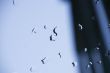 Rain on Glass
