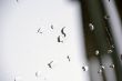 Rain on Glass