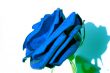 Blue Rose